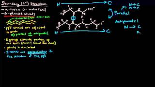 Protein Structure Part 3 of 4  Secondary Structure  Beta Pleated Sheets [upl. by Petrie107]