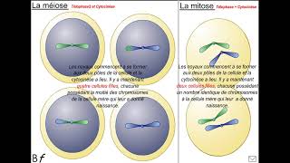 division cellulaire comparaison entre mitose et méiose [upl. by Lilias893]