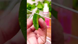 make clear aloe vera gel at home shorts aloevera [upl. by Rebmik]