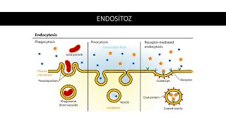 0045 ENDOSİTOZ [upl. by Onaimad318]