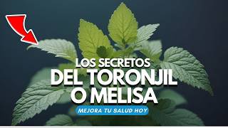 Descubre el SECRETO del TORONJIL o MELISA 🌿 La Planta que Transformará tu Salud [upl. by Ninnahc]