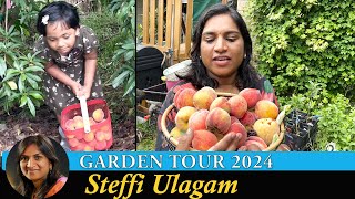 Steffi Ulagam Garden Tour 2024  Harvesting Fruits from our Home Garden  Garden Vlog in Tamil [upl. by Sined]