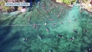 Swimming with manatees on Crystal River  Taste and See Tampa Bay [upl. by Einneb]