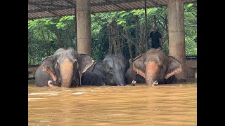 Elephants Rescued After Sanctuary Flooded in Chiang Mai [upl. by Aifoz]