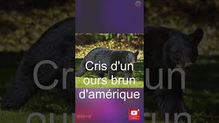 Short Cris dun ours brun dAmérique [upl. by Mehala]