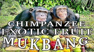 Chimpanzee Exotic Fruit Mukbang [upl. by Ahsinut]