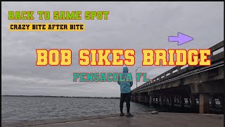 Craziest Bites after Bite FAMILIAR SPOT Bob Sikes Bridge fishing vita pensacola [upl. by Bernat6]