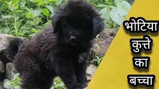 bhotia dog puppies for sale gaddi puppy Himalayan sheepdog dog bhotiya dog farm uttarakhand wale [upl. by Ynnelg913]