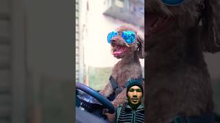 Dog Drove to Deliver the Message  TikTok Creative Humor Video lFunny Video Long Mom funny dog [upl. by Airemaj957]