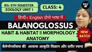 Habit Habitat Morphology amp Anatomy of BalanoglossusBSc 5th Semester Paper 2 Unit 1 [upl. by Alebasi]