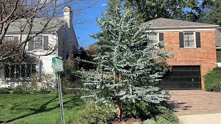 Beautiful Eucalyptus cinerea in Montgomery County Maryland [upl. by Aronal]