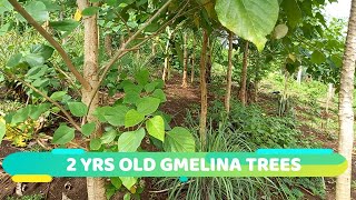 REVISITING THE 2 YEARS OLD GMELINA TREES  StarSchedarTV [upl. by Sella]