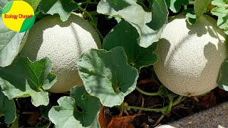 12 Tipos de Melones [upl. by Gregg319]