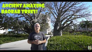 African Baobab trees growing in Hollywood Florida  Ancient Trees  Florida History [upl. by Otreblon301]