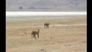 Lions stalking a warthog [upl. by Dinah]