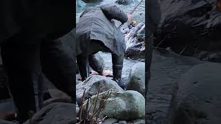 Returning a huge alive salmon caught by fishingI ❤️ salmon fishing Vedder river Canada 🇨🇦 26 [upl. by Weig]