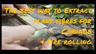 The best way to extract plant fibres for cordage or fire rolling [upl. by Silloc]