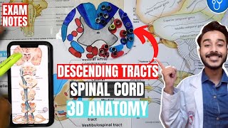 descending tracts of spinal cord anatomy 3d  spinal cord tracts anatomy [upl. by Auqeenahs]