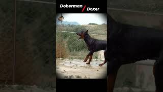 Doberman Vs Boxer Who Would Win  Real Fight Comparison Boxer Dog VS Doberman [upl. by Eentruok]