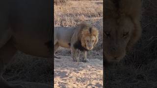 Éste león parece un tanque 💪 🦁 Plains Camp male lion shorts lions leão wildlife [upl. by Goddard]