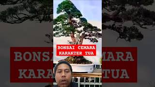 Bonsai Cemara Karakter Tua shorts [upl. by Eilac]