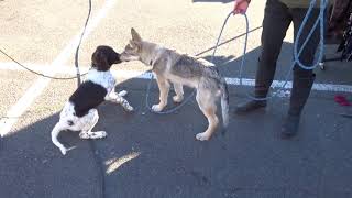 Sociabilisation du chiot  LOrée du Loup [upl. by Baugh792]