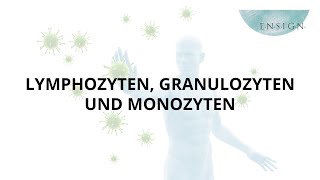 Leukozyten Granulozyten und Monozyten I Immunsystem I Vitalstoffe I ENSIGN OHG [upl. by Saraiya]