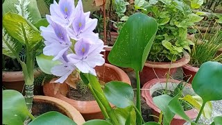 Water Hyacinth Flower Care and tips [upl. by Mattox]