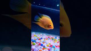 Severum fish cichlid  Aquarium fish  Cichlid fish parrotfishtank aquariumfish aquariumlife [upl. by Sherris]