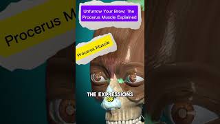 Unfurrow Your Brow The Procerus Muscle Explainedprocerus facialmuscles [upl. by Zohar]