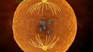 Phases of mitosis cell Division [upl. by Justen]