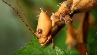 Spiny Leaf Insect  Extatosoma tiaratum  Adult female [upl. by Fisken]