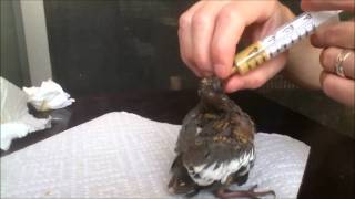 Feeding our Baby Whitewinged Doves [upl. by Codel]