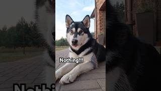 Alaskan Malamute every day 🤣 funny alaskanmalamute youtubeshorts subscribe trending doglover [upl. by Leinto]