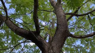 Black walnut  entire tree  September 2024 [upl. by Gnaig]