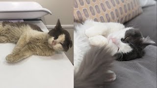 Street Cat Rescue Before and After [upl. by Jsandye]