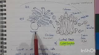 Golgi Complex Structure and Functions Class 11 Biology [upl. by Gapin]