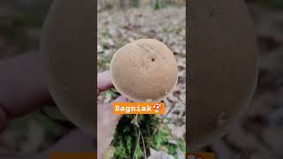 Bagniak🍄🇵🇱 Suillus variegatus mushroom shortsfeed shorts fyp shortvideo [upl. by Festa]