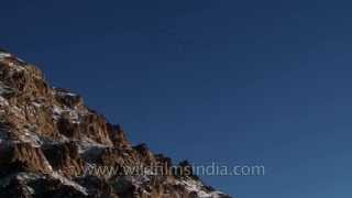 Choughs circling overhead at the birding hotspot  Ladakh [upl. by Ahouh]