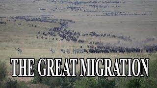 Migration of Wildebeest in Masai Mara National Park Kenya [upl. by Allesig]