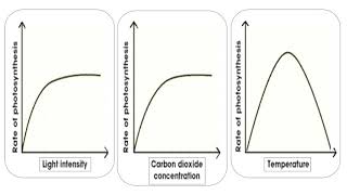 Photosynthesis Limited Factors [upl. by Roose]