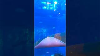 Stingray fish fishshortvideo underwater [upl. by Gnilrets]