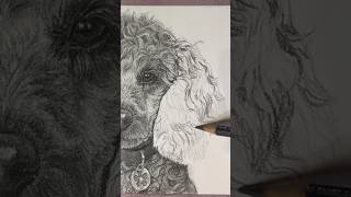 I think I like this side more  drawing dogportrait pencildrawing traditionalart [upl. by Ayenet]