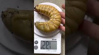 Hercules Beetle Larvae larva beetle insects [upl. by Kelsey840]