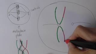 Meiosis 4 Metaphase I and Anaphase I [upl. by Landes]