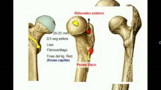 OSTEOLOGIA DE MIEMBRO INFERIOR 4 Diagnostico X [upl. by Ahsaekal]