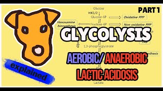 Glycolysis Biochemistry Explained Part 1 Aerobic and Anaerobic pathway Step 1 [upl. by Rehoptsirhc545]