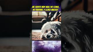 El perrito que quería ir de vacaciones 🥲💔 perrunos babyanimal shortsviral mascotas babypet [upl. by Johppa]