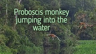 A group of Proboscis Monkey jumping and swimming across the river [upl. by Yereffej846]