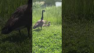 Look at this family of Canada Goose quebec canada explorequebec enjoycanada animals [upl. by Garlen]